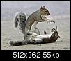 Click image for larger version

Name:	SQUIRRELS.jpg
Views:	769
Size:	54.8 KB
ID:	608