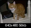 Click image for larger version

Name:	demoncat.JPG
Views:	741
Size:	56.0 KB
ID:	512