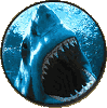 Shark's Avatar