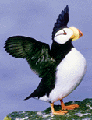 tuftedpuffin